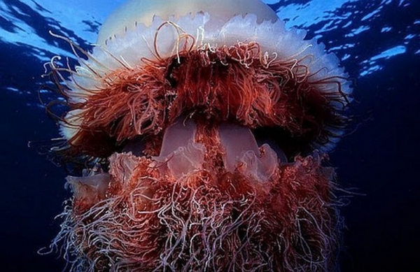 Американец заснял самую большую в мире медузу. Видео
