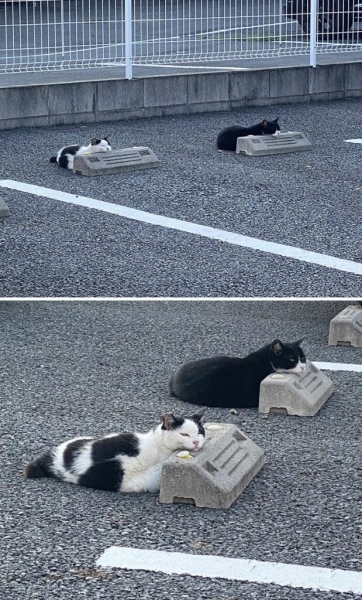 Коты нашли новое применение парковочным барьерам и повеселили Сеть