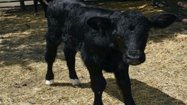 Ученые отредактировали ген быка ради трансгендерного мяса