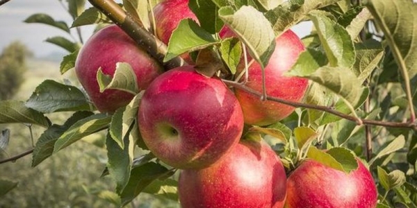 Как есть яблоки с максимальной пользой для здоровья