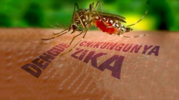     Синдром Скитера: врачи предупредили об опасности комариных укусов - новости    