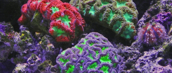 Ученые сумели напечатать на 3D-принтере кораллы
