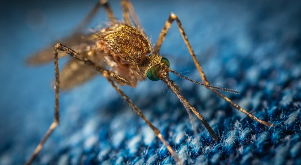     Синдром Скитера: врачи предупредили об опасности комариных укусов - новости    