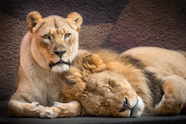 В зоопарке Лос-Анджелеса в один день усыпили пару неразлучных 21-летних львов. Фото
