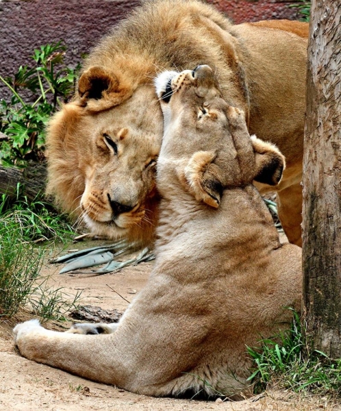 В зоопарке Лос-Анджелеса в один день усыпили пару неразлучных 21-летних львов. Фото
