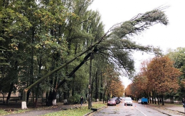 В Киеве ураган сломал десятки деревьев