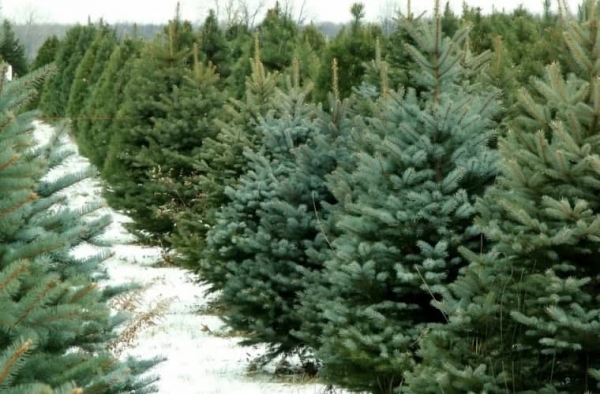 В Киеве с 17 декабря начнется продажа елок: где купить  