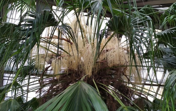 В ботсаду Киева зацвела 200-летняя пальма