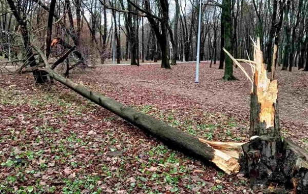 В Киеве ветер сломал десятки деревьев