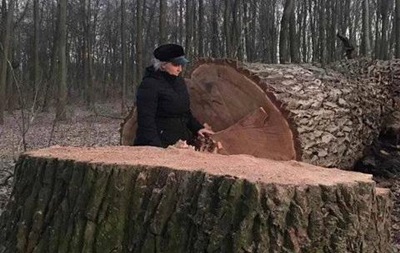 Представились коммунальщиками: в Киеве неизвестные срезали 17 вековых дубов