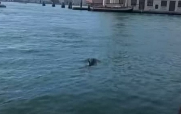 В водах Венеции плавали дельфины. Видео