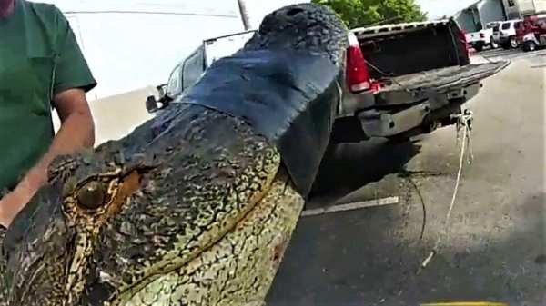 В США на парковке нашли 3-метрового аллигатора. Видео