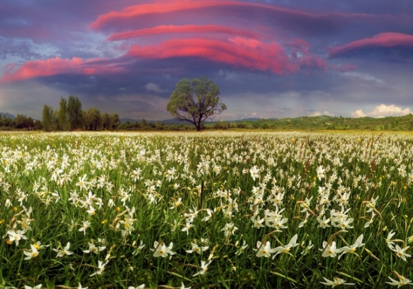 Цветущие места Украины, которые стоит увидеть весной. Фото