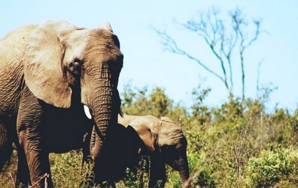В Китае стадо слонов сбежало из заповедника. Видео