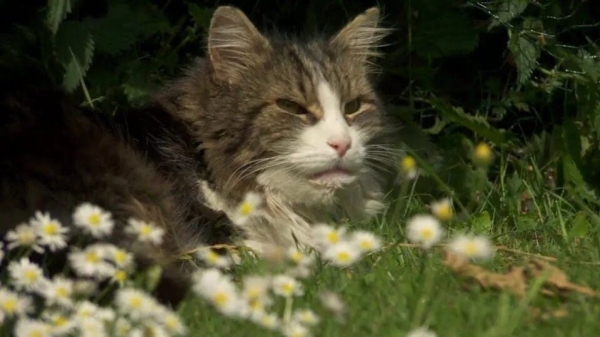 В Англии кот вернулся домой после «кремации»