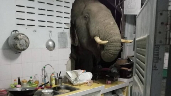 Слон вломился в дом в поисках ужина