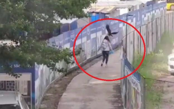 В Киеве ворона атакует женщин