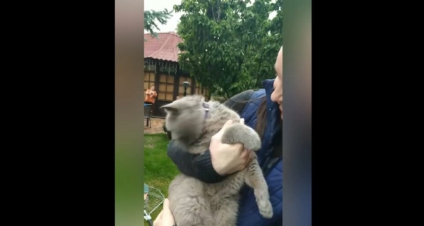 В Харькове домашний кот 10 дней просидел в гнезде на ели: его спасли волонтеры. Видео