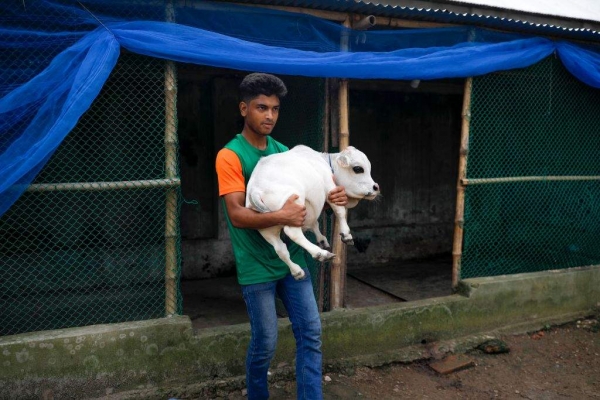 В Бангладеш отыскали корову размером с собаку