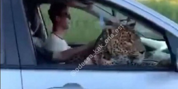 В Одессе в автомобиле проехался леопард