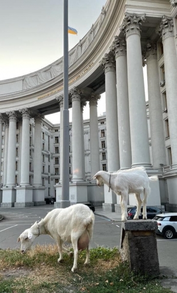В Киеве у здания МИД паслись козы