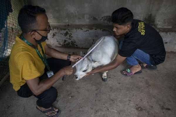 В Бангладеш отыскали корову размером с собаку