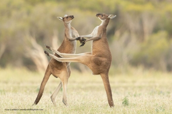 Comedy Wildlife Photography Awards: самые смешные фото из мира диких животных