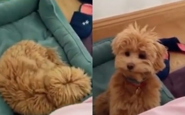 Сеть насмешила реакция спящей собаки на чипсы
