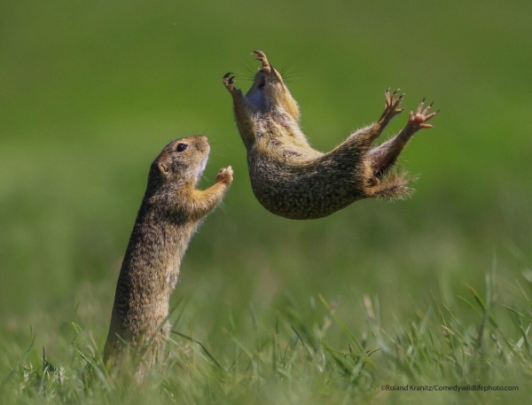 Comedy Wildlife Photography Awards: самые смешные фото из мира диких животных