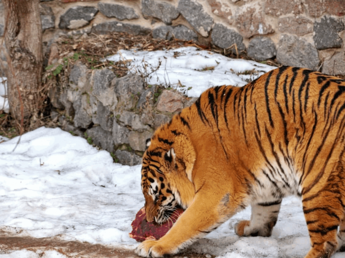 В Киеве в зоопарке тиграм подарили к Новому году декоративные домики