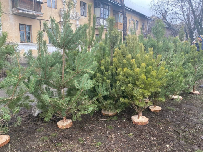 Точка продажи елок возле метро "Черниговская"