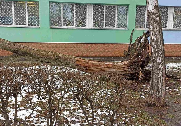 Начиная со вчерашнего дня ветер повалил в Киеве почти 80 деревьев 
