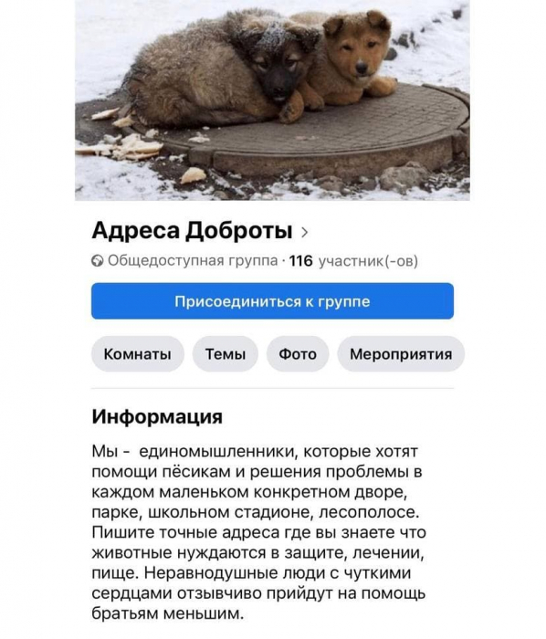 Киевские догхантеры призывают помогать бездомным животным