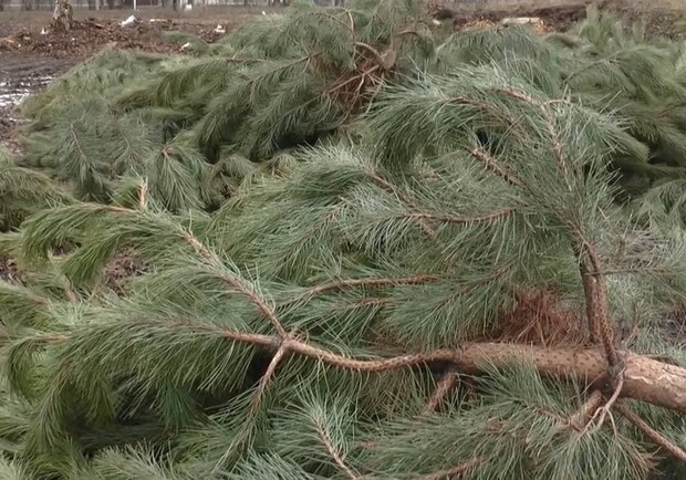 На окраине Киева обнаружили массовые свалки новогодних елок 