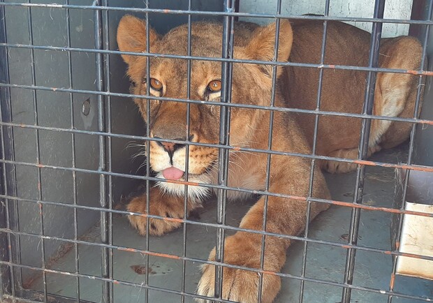 Двух львов, которые временно находились в зоопарке Киева, отвезли в Польшу 