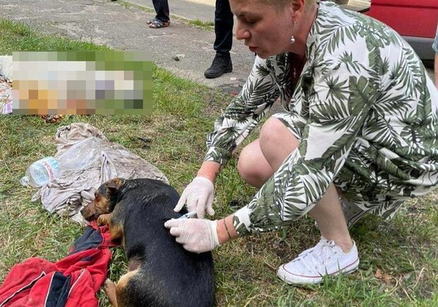 В Киеве в закрытом автомобиле обнаружили трупы собак, умерших от теплового удара. 
