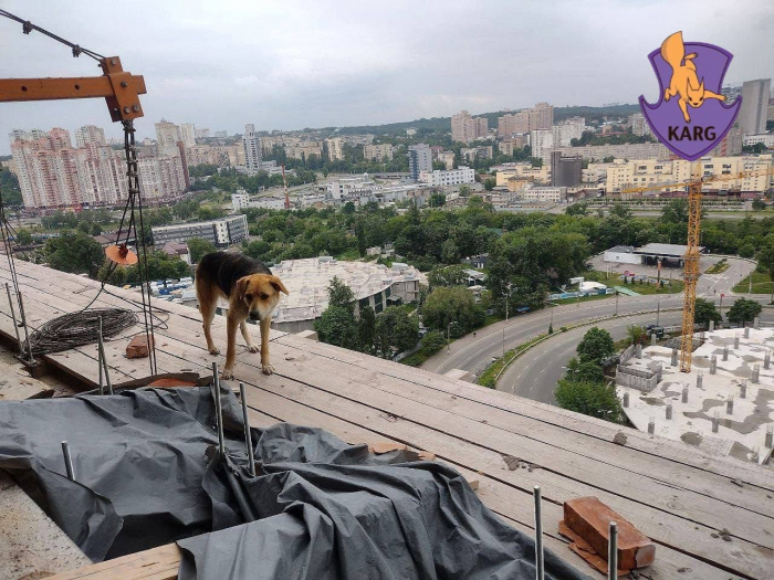 В Киеве спасли пса, который забежал на 18 этаж недостроя.