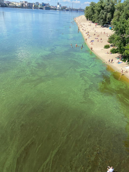 Вода в Днепре позеленела