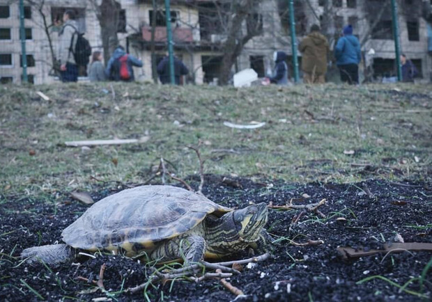 В марте из-за обстрела высотки на Оболони из окна вылетела черепаха: где она сейчас. 