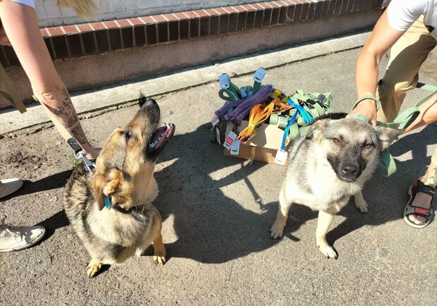 Киевлян приглашают на прогулку с собаками из приюта на ВДНГ. 
