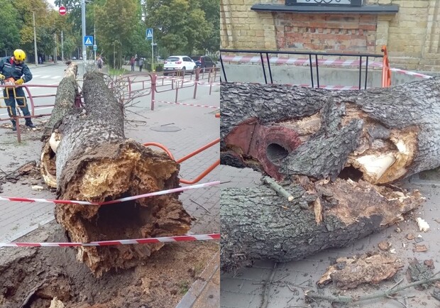 На Лук'янівці дерево впало на дівчину: деталі інциденту. 