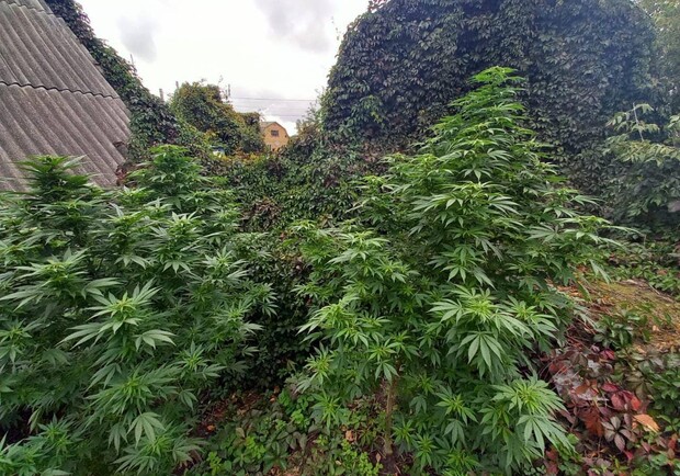 Під Києвом у приватному подвір’ї виявили плантацію марихуани. 