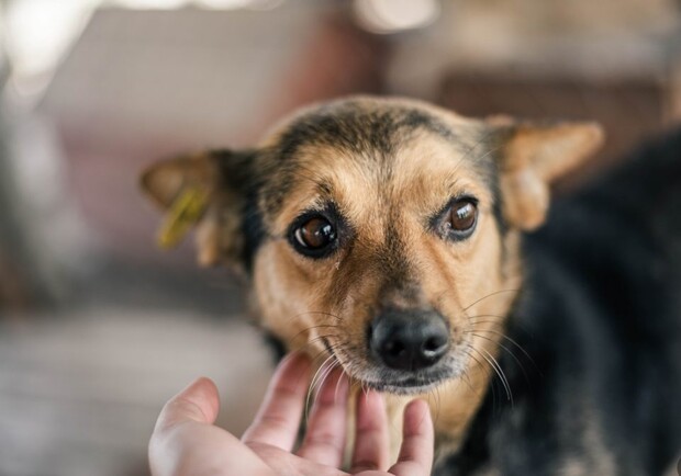 У Києві пройде благодійний THAI MARKET на підтримку безпритульних тварин. 