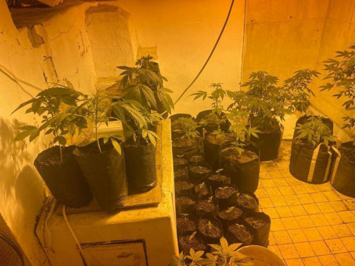 Під Києвом у приватному подвір’ї виявили плантацію марихуани.