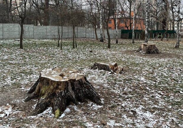 Біля метро "Житомирська" зрізали три найбільші сосни Києва. 