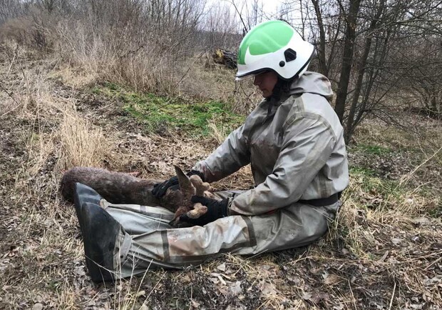 На Київщині рятувальники дістали з озера поранене оленятко. 