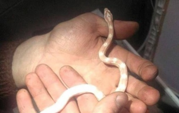 У Києві сім'я виявила змію у пральній машині