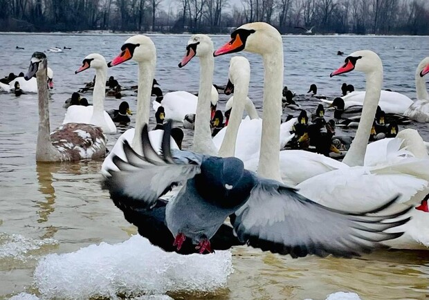 У київському парку помітили зграї гарних птахів. Фото: соцмережі