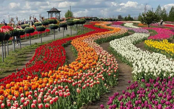 Під Києвом створюють композицію з мільйонів тюльпанів