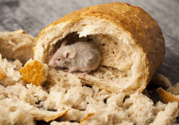 Випадок із мертвою мишею у хлібі: що під час перевірки з'ясувала Держпродспоживслужба. 